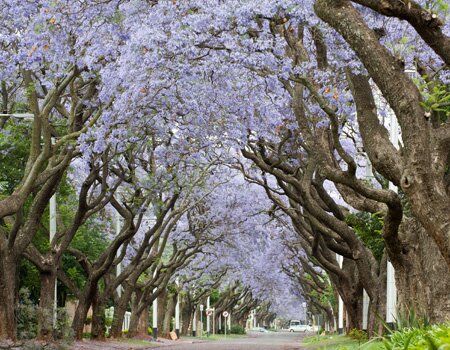 In spring the capital city turns purple as the jacarandas bloom
